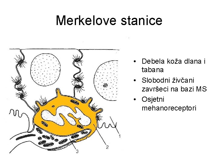 Merkelove stanice • Debela koža dlana i tabana • Slobodni živčani završeci na bazi Merkelove stanice • Debela koža dlana i tabana • Slobodni živčani završeci na bazi