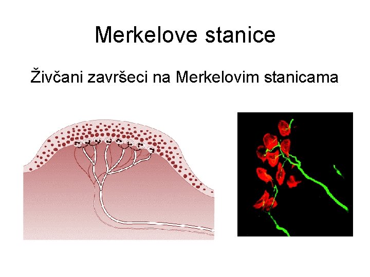 Merkelove stanice Živčani završeci na Merkelovim stanicama 