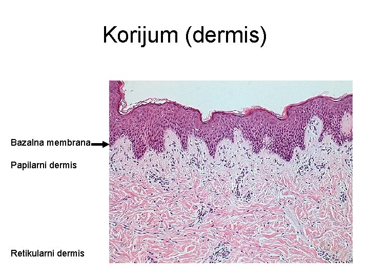 Korijum (dermis) Bazalna membrana Papilarni dermis Retikularni dermis 