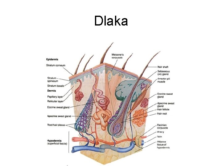 Dlaka 