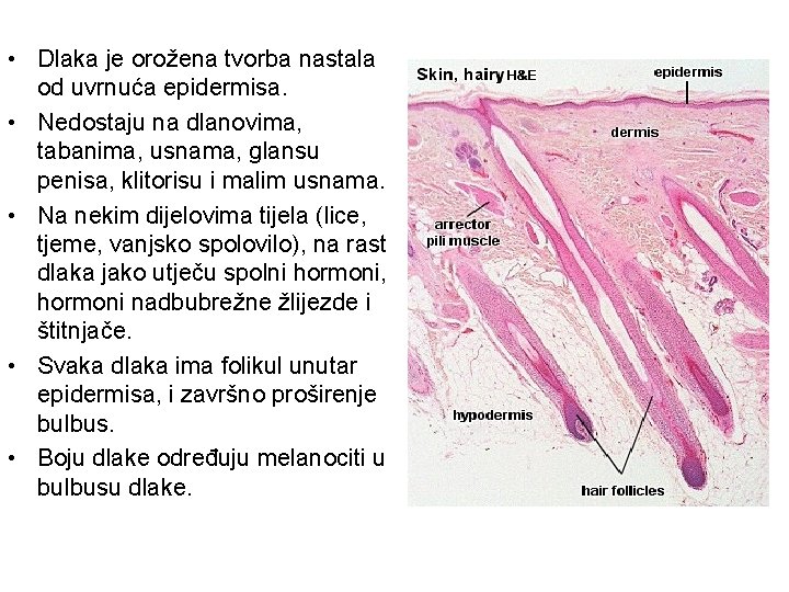  • Dlaka je orožena tvorba nastala od uvrnuća epidermisa. • Nedostaju na dlanovima,