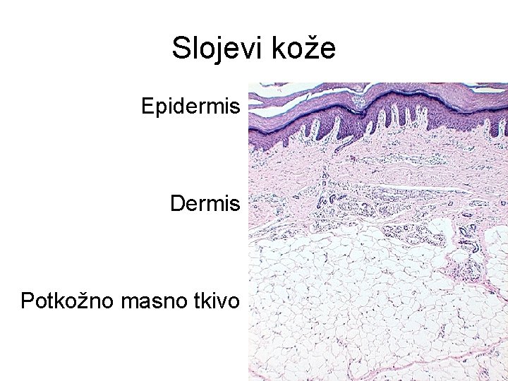 Slojevi kože Epidermis Dermis Potkožno masno tkivo Slojevi kože Epidermis Dermis Potkožno masno tkivo
