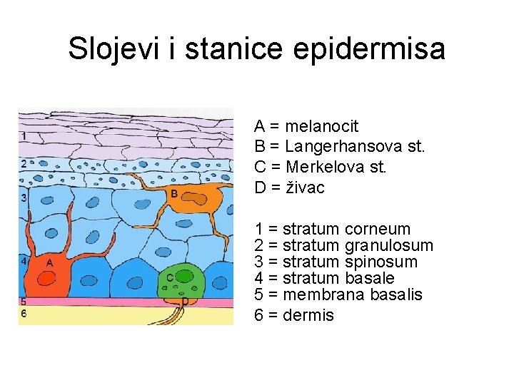 Slojevi i stanice epidermisa A = melanocit B = Langerhansova st. C = Merkelova