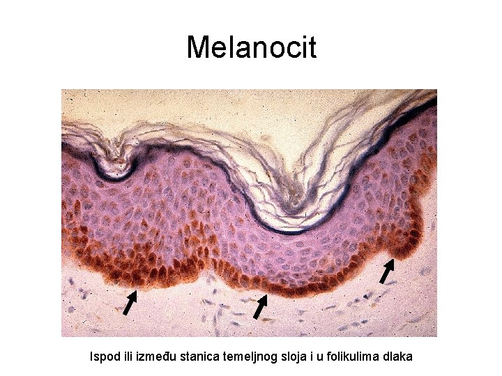 Melanocit Ispod ili između stanica temeljnog sloja i u folikulima dlaka 