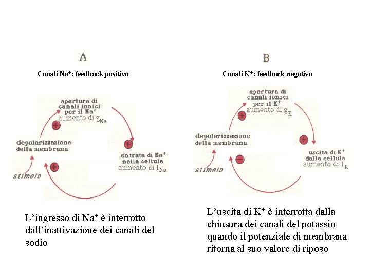 Canali Na+: feedback positivo Na+ L’ingresso di è interrotto dall’inattivazione dei canali del sodio Canali Na+: feedback positivo Na+ L’ingresso di è interrotto dall’inattivazione dei canali del sodio