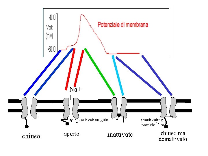 Na+ activation gate chiuso aperto inattivato inactivating particle chiuso ma deinattivato Na+ activation gate chiuso aperto inattivato inactivating particle chiuso ma deinattivato