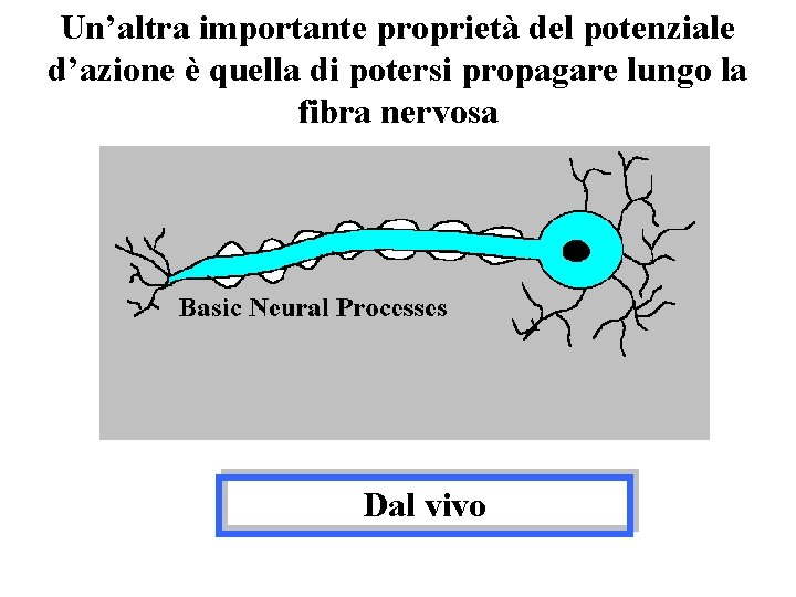 Un’altra importante proprietà del potenziale d’azione è quella di potersi propagare lungo la fibra Un’altra importante proprietà del potenziale d’azione è quella di potersi propagare lungo la fibra