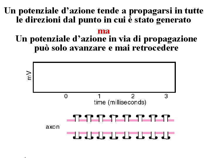 Un potenziale d’azione tende a propagarsi in tutte le direzioni dal punto in cui Un potenziale d’azione tende a propagarsi in tutte le direzioni dal punto in cui