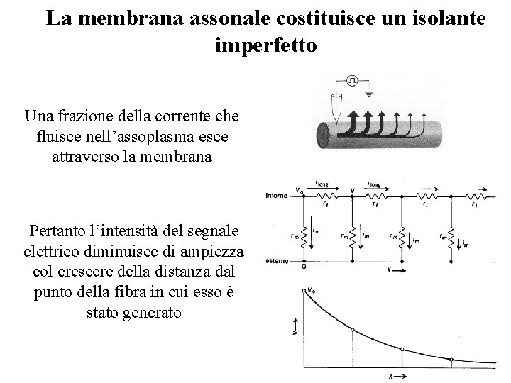 La membrana assonale costituisce un isolante imperfetto Una frazione della corrente che fluisce nell’assoplasma La membrana assonale costituisce un isolante imperfetto Una frazione della corrente che fluisce nell’assoplasma