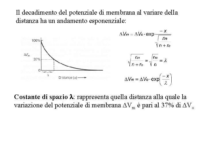 Il decadimento del potenziale di membrana al variare della distanza ha un andamento esponenziale: Il decadimento del potenziale di membrana al variare della distanza ha un andamento esponenziale: