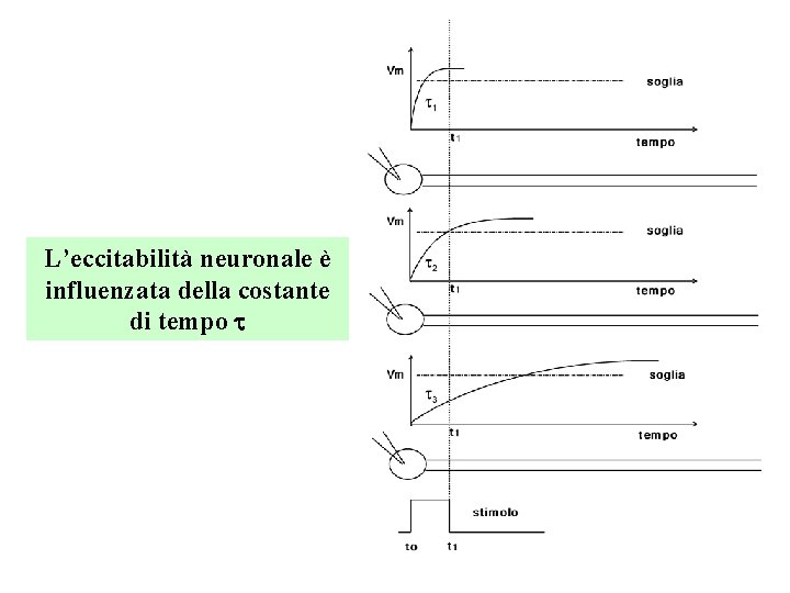 L’eccitabilità neuronale è influenzata della costante di tempo t L’eccitabilità neuronale è influenzata della costante di tempo t