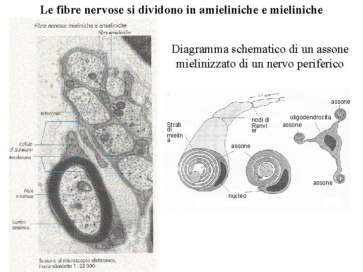 Le fibre nervose si dividono in amieliniche e mieliniche Diagramma schematico di un assone Le fibre nervose si dividono in amieliniche e mieliniche Diagramma schematico di un assone