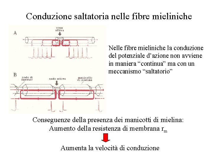 Conduzione saltatoria nelle fibre mieliniche Nelle fibre mieliniche la conduzione del potenziale d’azione non Conduzione saltatoria nelle fibre mieliniche Nelle fibre mieliniche la conduzione del potenziale d’azione non