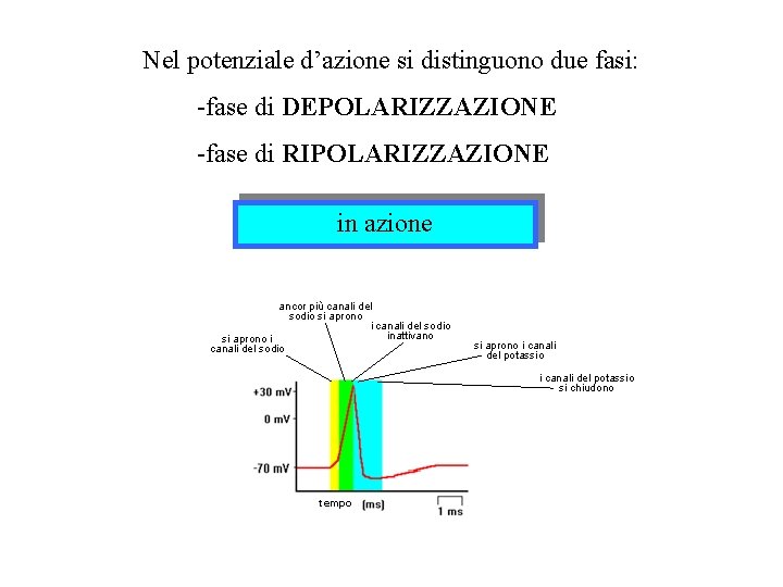 Nel potenziale d’azione si distinguono due fasi: -fase di DEPOLARIZZAZIONE -fase di RIPOLARIZZAZIONE in Nel potenziale d’azione si distinguono due fasi: -fase di DEPOLARIZZAZIONE -fase di RIPOLARIZZAZIONE in