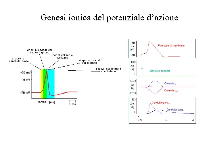 Genesi ionica del potenziale d’azione ancor più canali del sodio si aprono i canali Genesi ionica del potenziale d’azione ancor più canali del sodio si aprono i canali