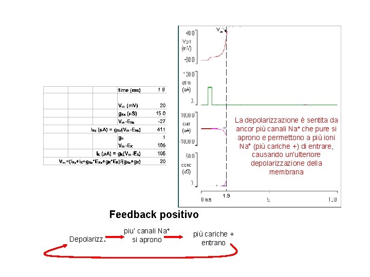 Vm La depolarizzazione è sentita da ancor più canali Na+ che pure si aprono Vm La depolarizzazione è sentita da ancor più canali Na+ che pure si aprono