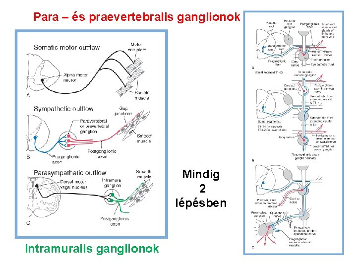 Para – és praevertebralis ganglionok Mindig 2 lépésben Intramuralis ganglionok 