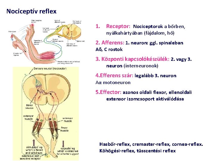 Nociceptív reflex 1. Receptor: Nociceptorok a bőrben, nyálkahártyában (fájdalom, hő) 2. Afferens: 1. neuron: