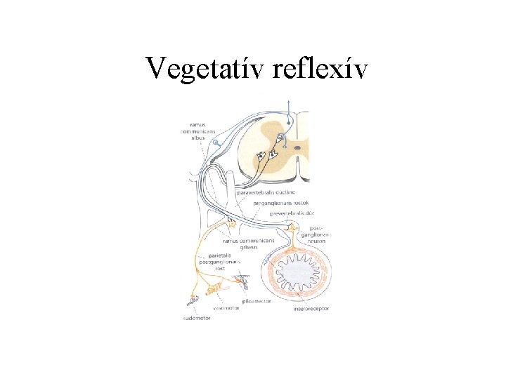 Vegetatív reflexív 
