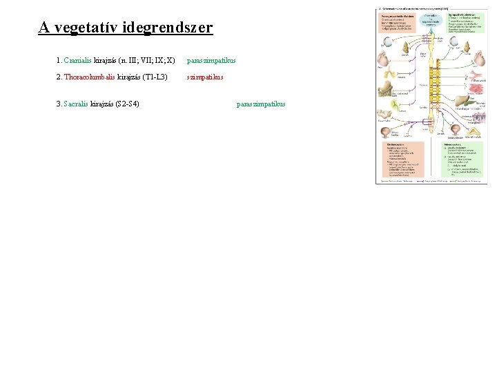 A vegetatív idegrendszer 1. Cranialis kirajzás (n. III; VII; IX; X) paraszimpatikus 2. Thoracolumbalis