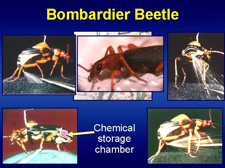 Bombardier Beetle Chemical storage chamber 