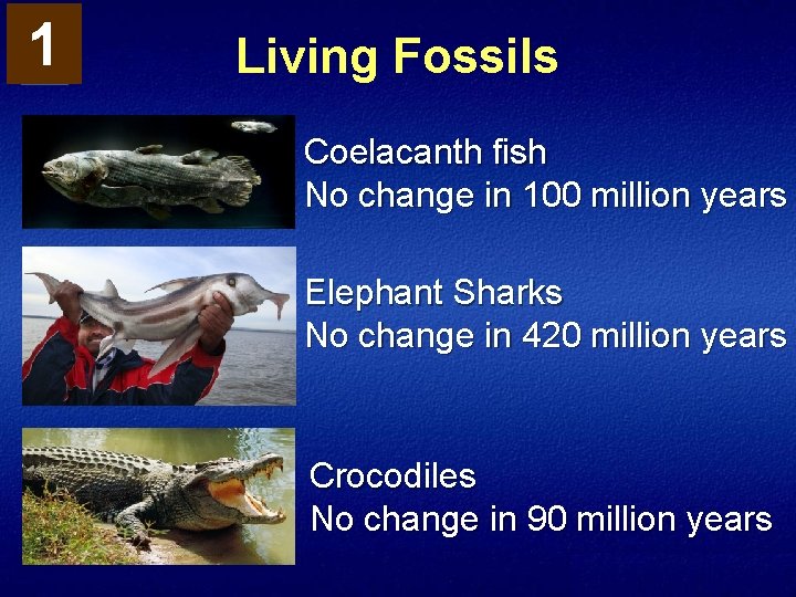 1 Living Fossils Coelacanth fish No change in 100 million years Elephant Sharks No