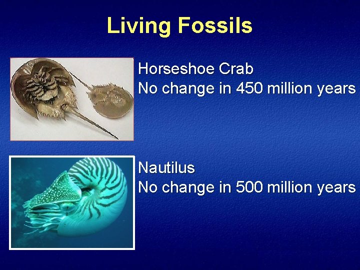Living Fossils Horseshoe Crab No change in 450 million years Nautilus No change in
