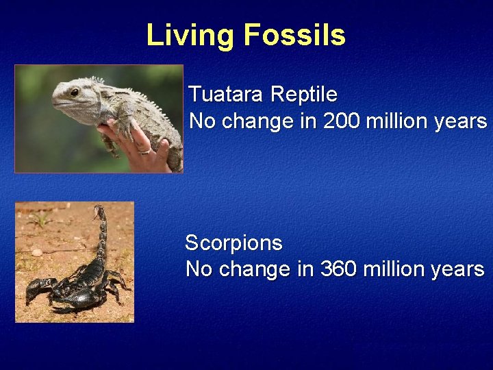 Living Fossils Tuatara Reptile No change in 200 million years Scorpions No change in