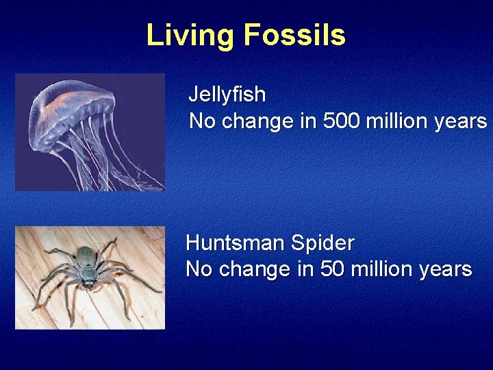 Living Fossils Jellyfish No change in 500 million years Huntsman Spider No change in