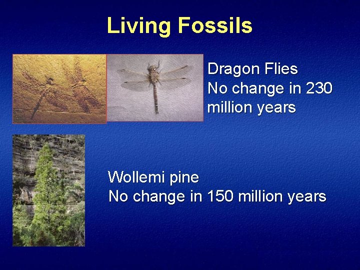 Living Fossils Dragon Flies No change in 230 million years Wollemi pine No change