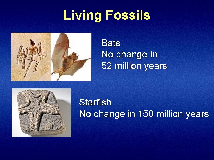 Living Fossils Bats No change in 52 million years Starfish No change in 150