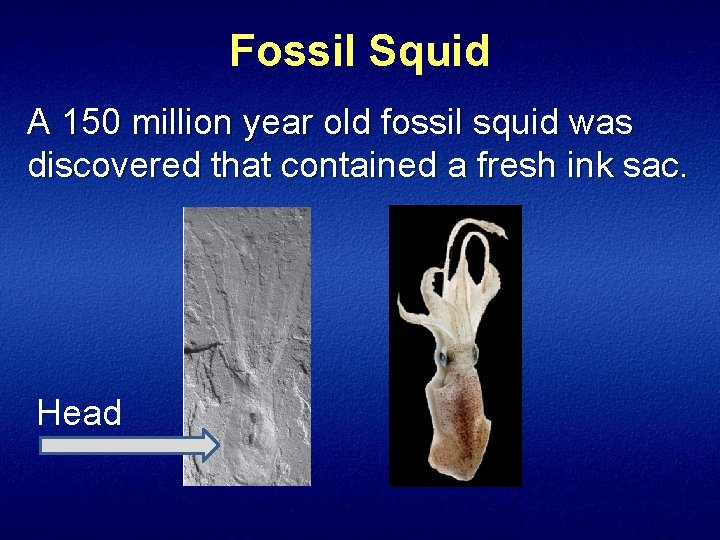 Fossil Squid A 150 million year old fossil squid was discovered that contained a