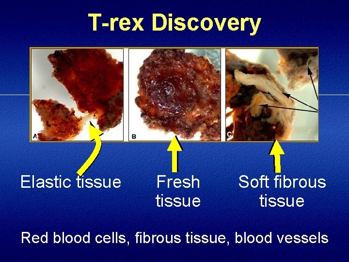 T-rex Discovery Elastic tissue Fresh tissue Soft fibrous tissue Red blood cells, fibrous tissue,