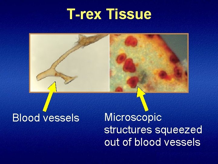 T-rex Tissue Blood vessels Microscopic structures squeezed out of blood vessels 
