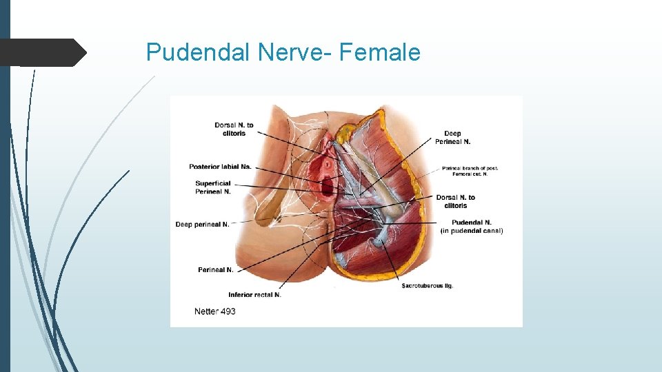 Pudendal Nerve- Female 