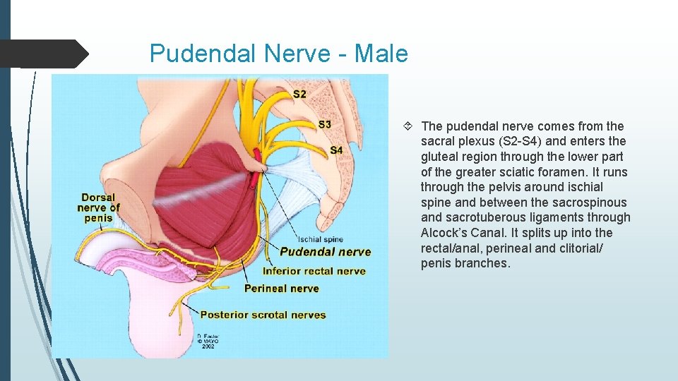 Pudendal Nerve - Male The pudendal nerve comes from the sacral plexus (S 2