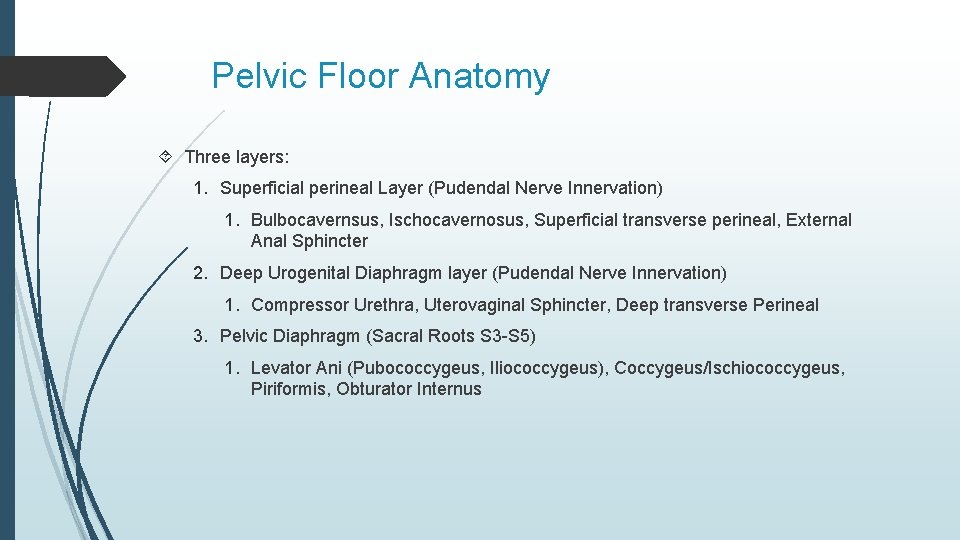 Pelvic Floor Anatomy Three layers: 1. Superficial perineal Layer (Pudendal Nerve Innervation) 1. Bulbocavernsus,