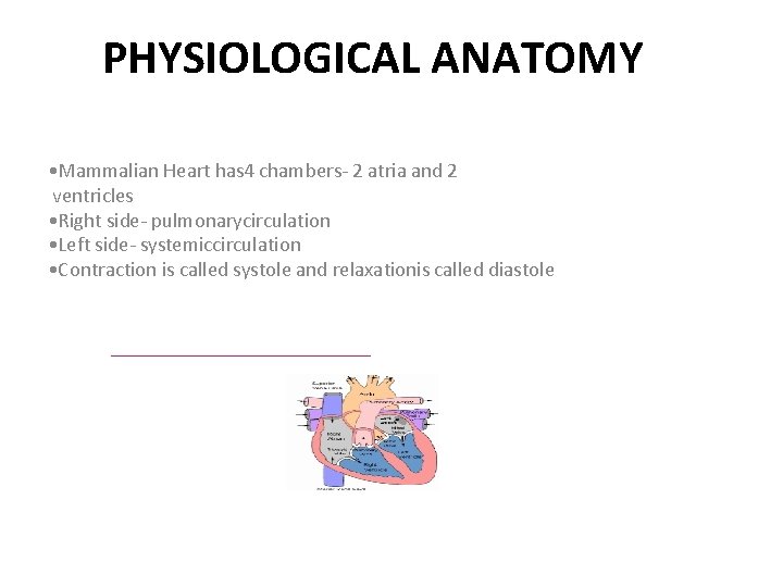 PHYSIOLOGICAL ANATOMY • Mammalian Heart has 4 chambers- 2 atria and 2 ventricles •