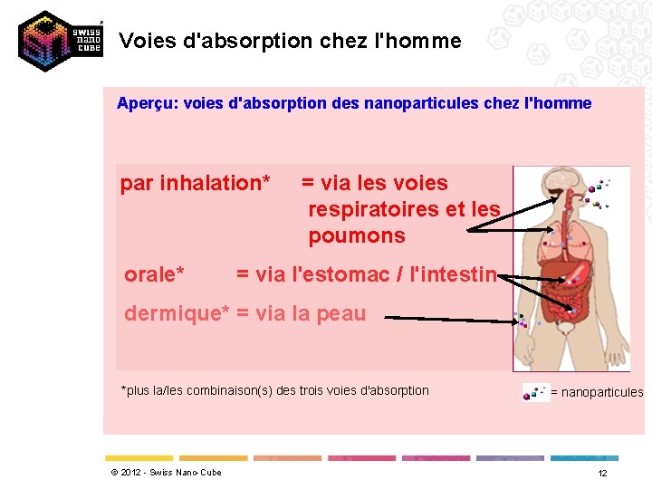 Voies d'absorption chez l'homme Aperçu: voies d'absorption des nanoparticules chez l'homme par inhalation* orale*