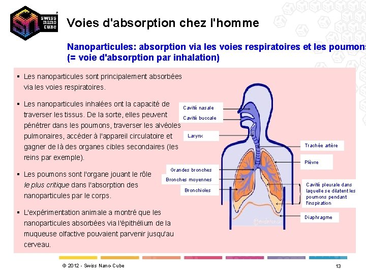 Voies d'absorption chez l'homme Nanoparticules: absorption via les voies respiratoires et les poumons (=