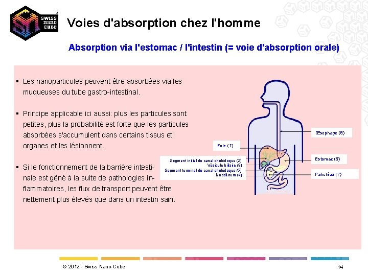 Voies d'absorption chez l'homme Absorption via l'estomac / l'intestin (= voie d'absorption orale) §