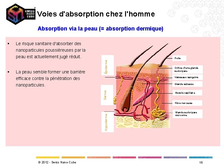 Voies d'absorption chez l'homme Absorption via la peau (= absorption dermique) § Le risque