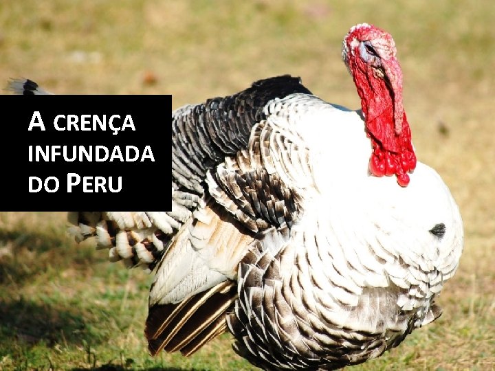 Sumário da Palestra A CRENÇA INFUNDADA DO PERU 