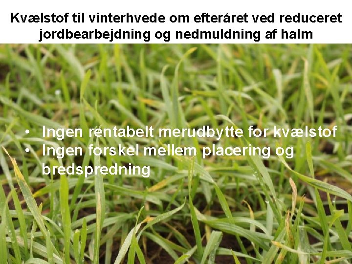 Kvælstof til vinterhvede om efteråret ved reduceret jordbearbejdning og nedmuldning af halm • Ingen