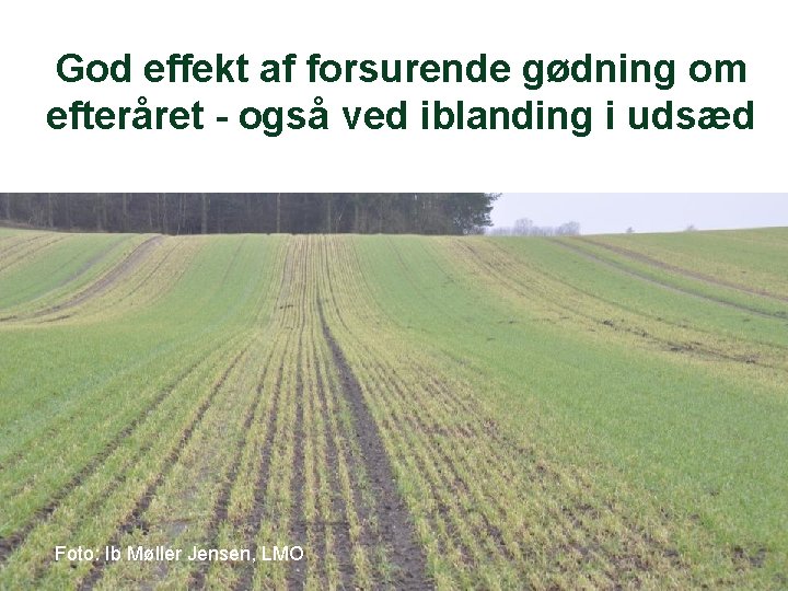 God effekt af forsurende gødning om efteråret - også ved iblanding i udsæd Foto: