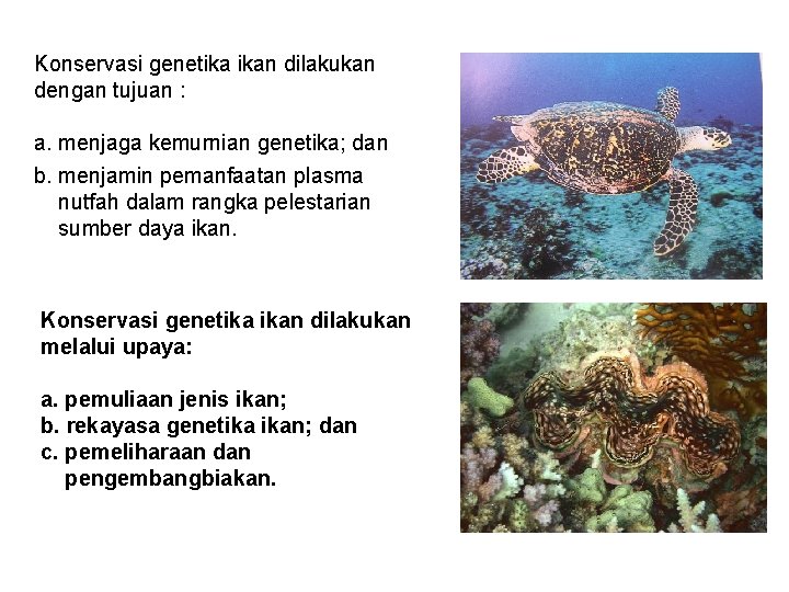 Konservasi genetika ikan dilakukan dengan tujuan : a. menjaga kemurnian genetika; dan b. menjamin