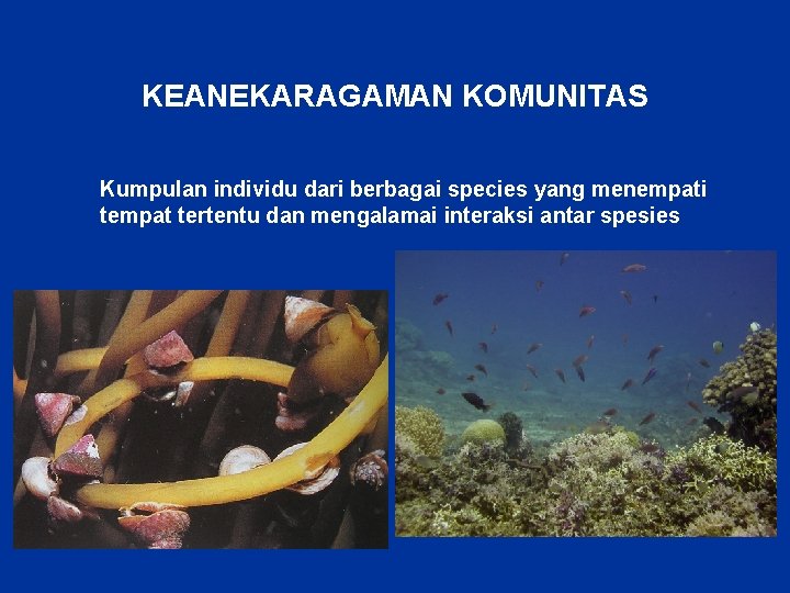 KEANEKARAGAMAN KOMUNITAS Kumpulan individu dari berbagai species yang menempati tempat tertentu dan mengalamai interaksi