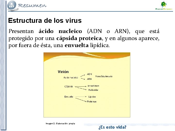 Estructura de los virus Presentan ácido nucleico (ADN o ARN), que está protegido por