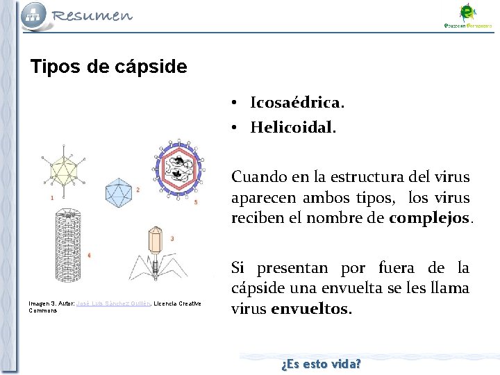 Tipos de cápside • Icosaédrica. • Helicoidal. Cuando en la estructura del virus aparecen