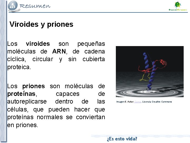 Viroides y priones Los viroides son pequeñas moléculas de ARN, de cadena cíclica, circular